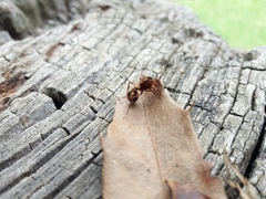 Acromyrmex coronatus