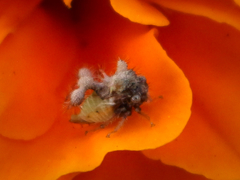 Cyphonia clavigera