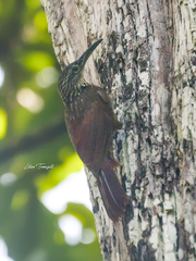 Xiphorhynchus elegans