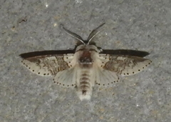 Furcula occidentalis