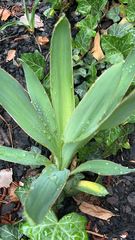 Iris domestica