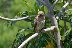Buteo platypterus