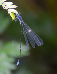 Caconeura ramburi