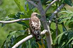 Buteo platypterus