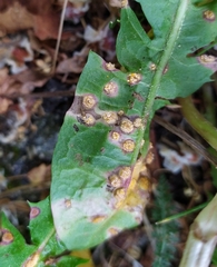 Puccinia dioicae silvatica