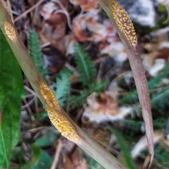 Puccinia dioicae silvatica