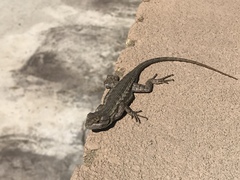 Sceloporus occidentalis