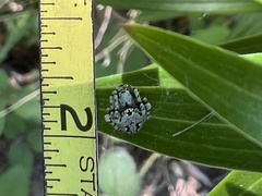 Araneus bicentenarius