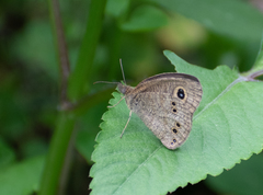 Ypthima baldus madrasa