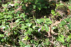 Vaccinium vitis-idaea