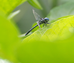 Hylaeothemis apicalis