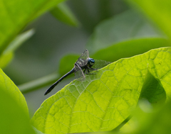 Hylaeothemis apicalis