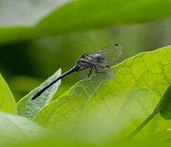 Hylaeothemis apicalis