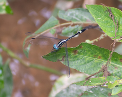 Hylaeothemis apicalis
