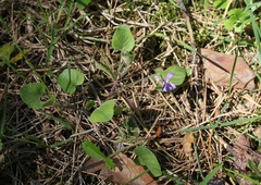 Viola rupestris