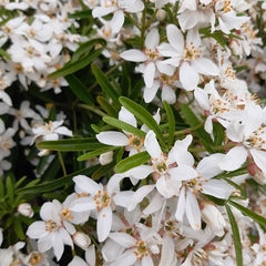 Choisya ×dewitteana