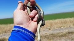 Thamnophis gigas