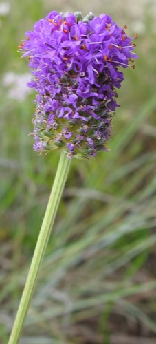 Image of Dalea compacta by (c) saltyhiker, some rights reserved (CC BY)