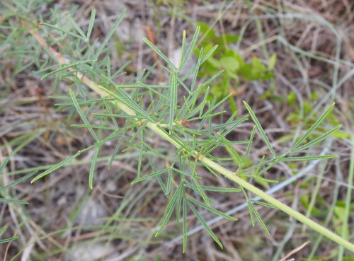 Image of Dalea compacta by (c) saltyhiker, some rights reserved (CC BY)