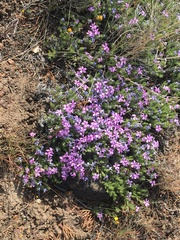 Phlox douglasii