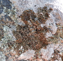 Xanthoparmelia loxodes