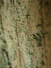 Chaenotheca brachypoda