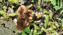 Fungi