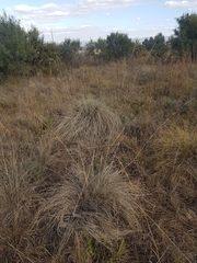 Urelytrum agropyroides