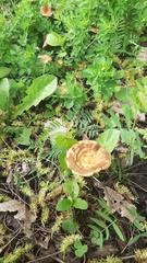 Fungi