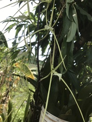 Brassia verrucosa