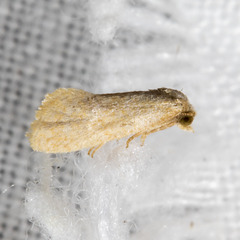 Platphalonidia