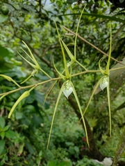 Brassia verrucosa