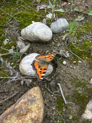 Aglais urticae chinensis
