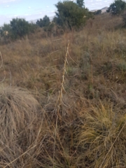 Urelytrum agropyroides