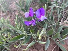 Lathyrus eucosmus