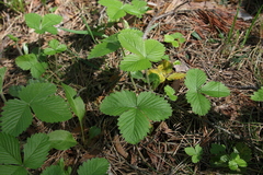 Fragaria vesca