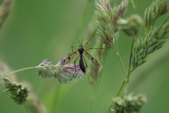 Ptychoptera contaminata