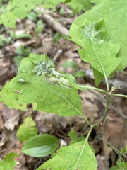 Macrodiplosis niveipila