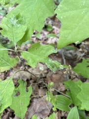 Macrodiplosis niveipila