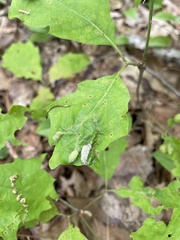 Macrodiplosis niveipila