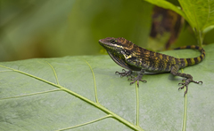 Anolis danieli