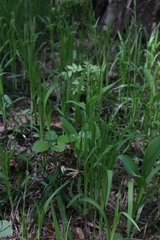 Carex pilosa