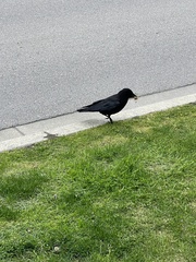 Corvus brachyrhynchos