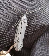 Ethmia monticola