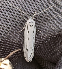 Ethmia monticola