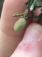 Walshomyia juniperina