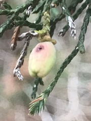 Walshomyia juniperina