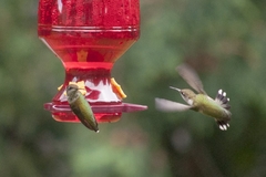 Archilochus colubris