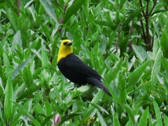 Chrysomus icterocephalus