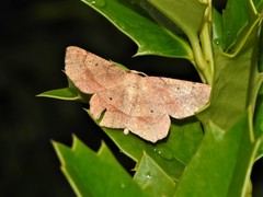 Euchlaena deplanaria